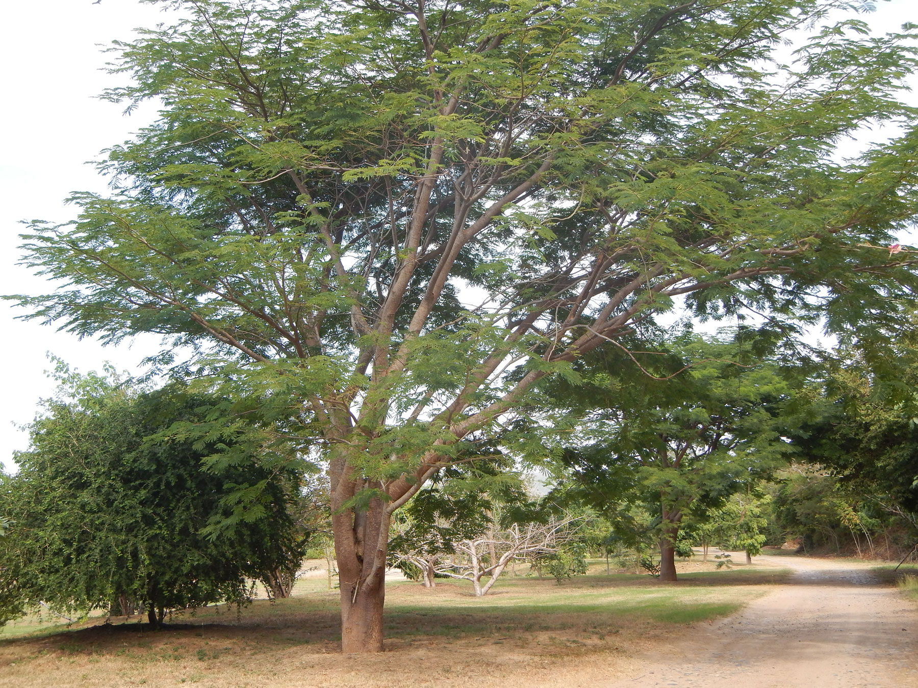 Zyanya Costa Alegre Botanical Park