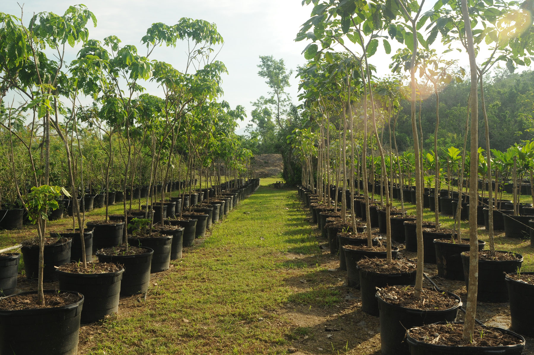 Zyanya Costa Alegre Nursery