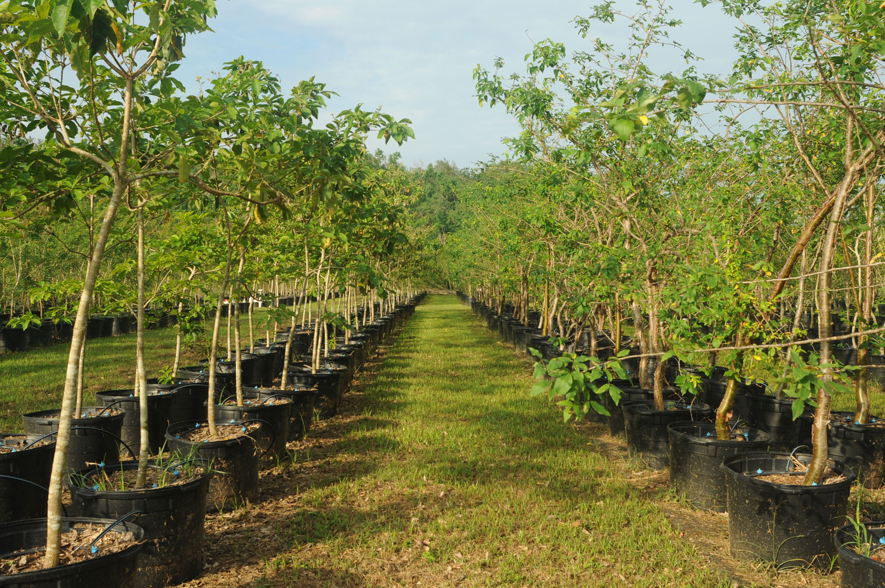 Zyanya Costa Alegre Nursery