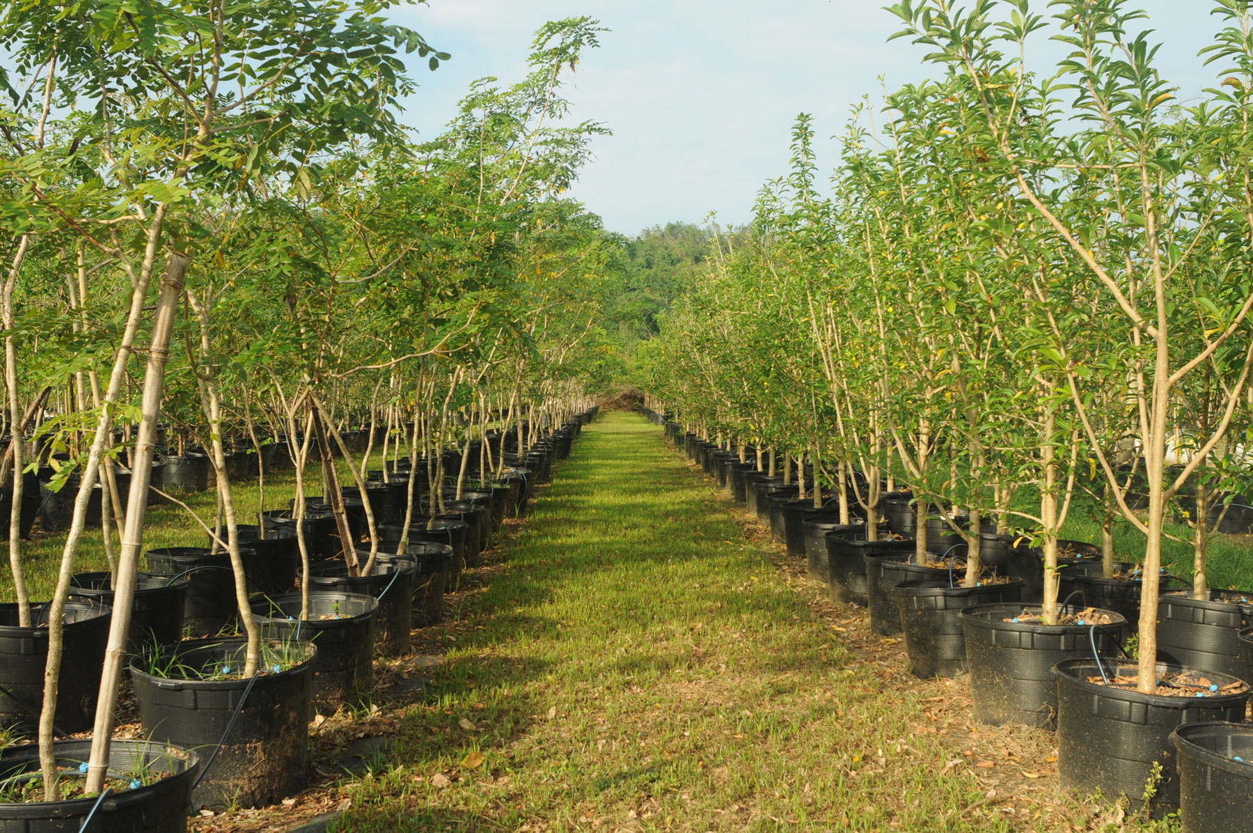 Zyanya Costa Alegre Nursery