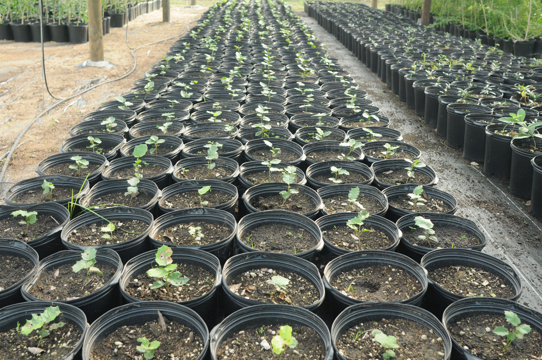 Zyanya Costa Alegre Nursery