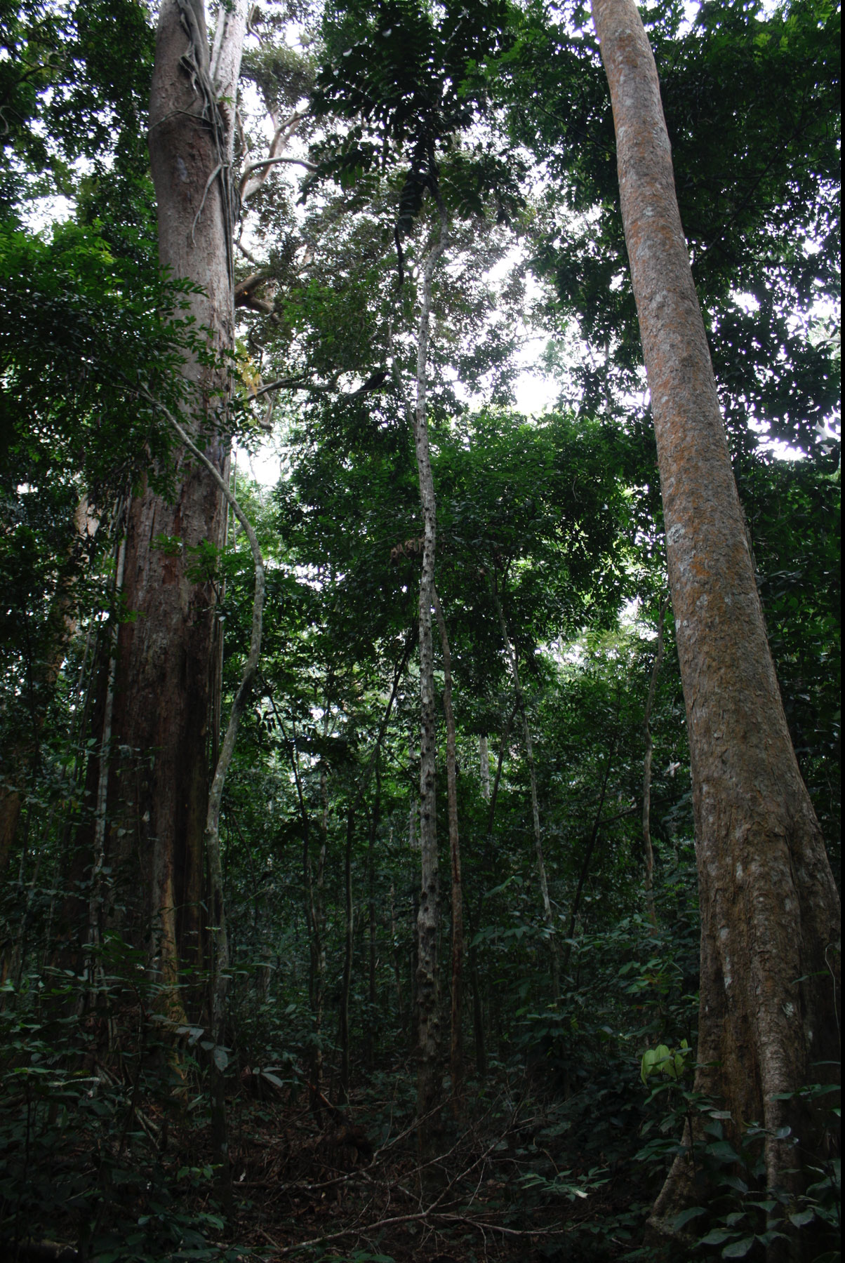 Bois des Géants