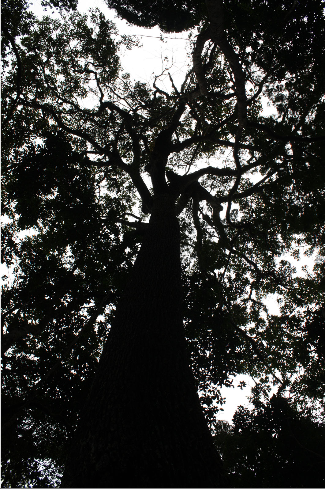 Bois des Géants