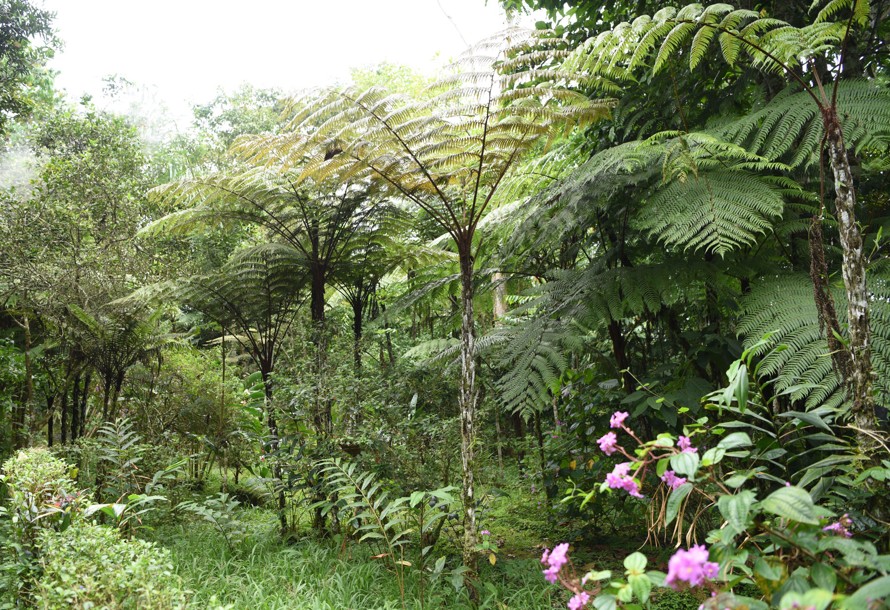 Sao Tomé