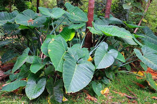 Sao Tomé