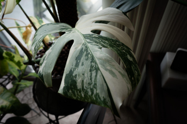 Monstera Albo in Leca