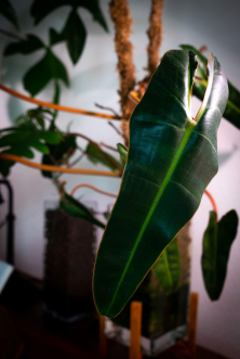 Philodendron in Leca