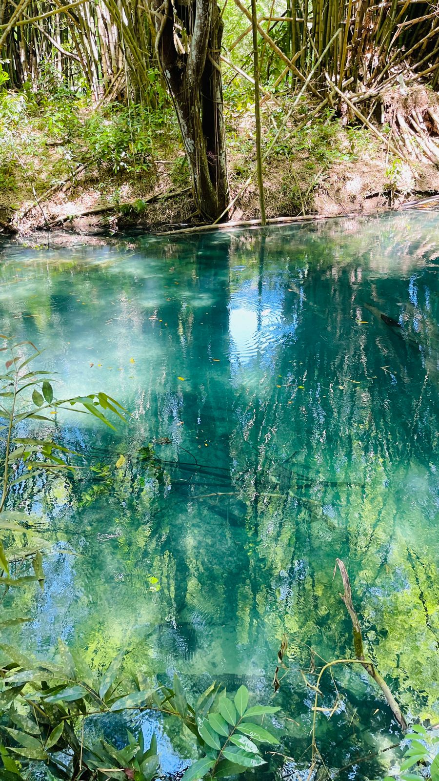 Calby's Hidden Beauty - Image 8
