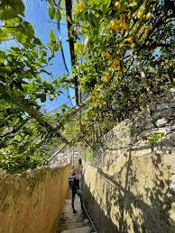 Lemon Trail