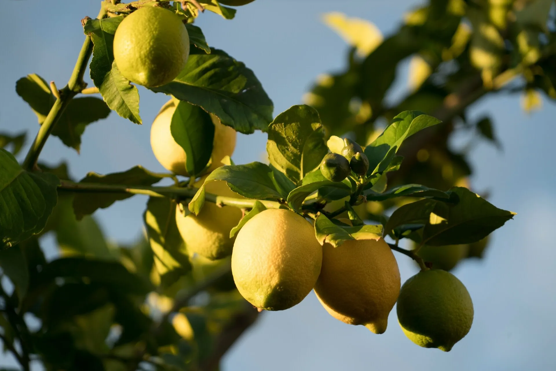 Clase para elaborar limoncello photo 7