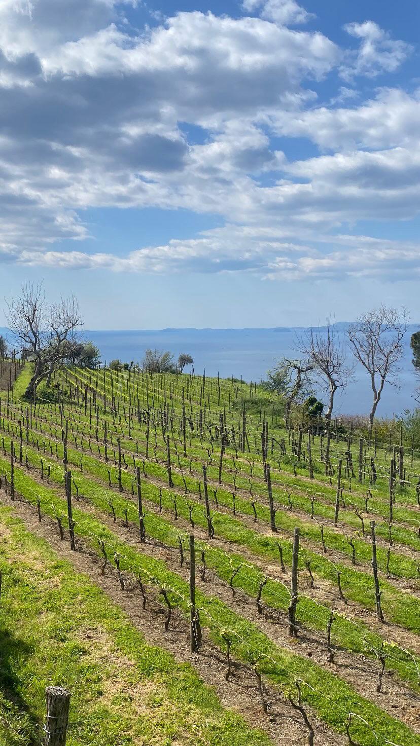 Wine Tasting: Crapolla Abbey photo 7