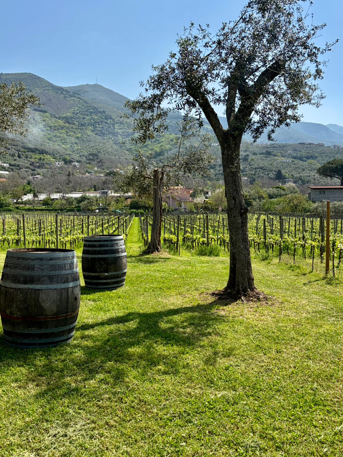 Wine Tasting: Crapolla Abbey photo 3