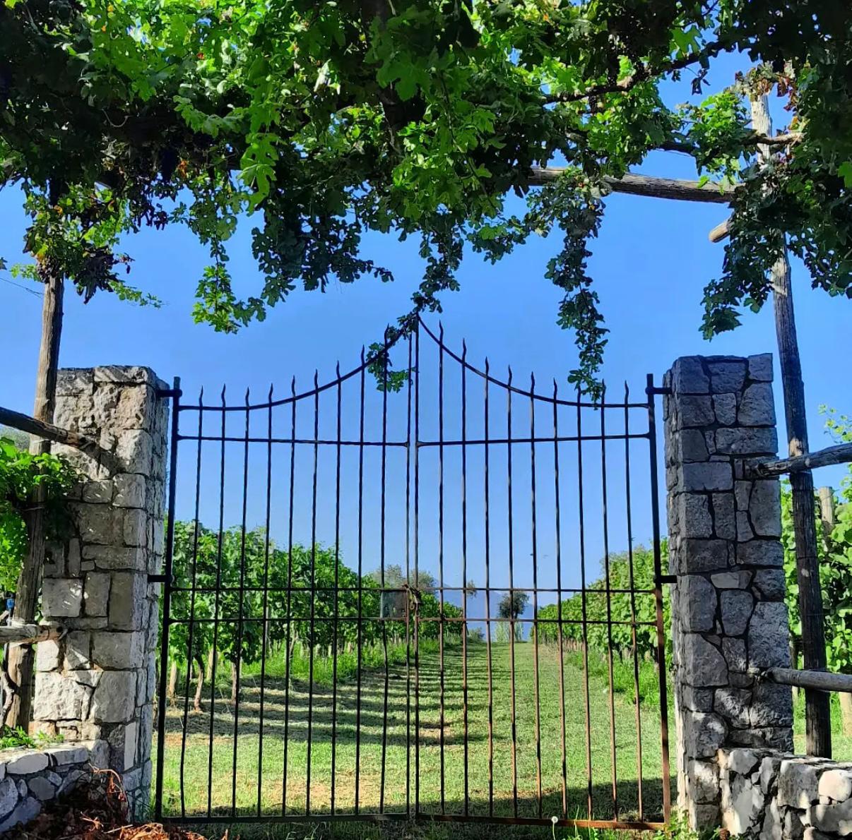 Wine Tasting: Crapolla Abbey photo 6
