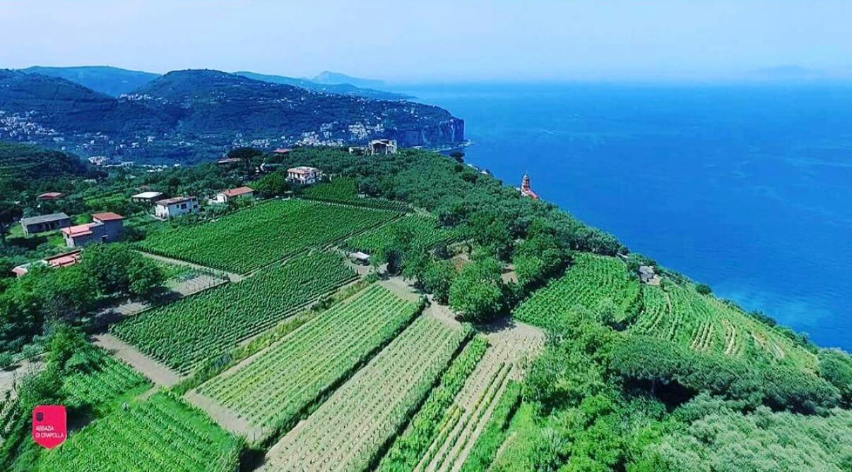 Wine Tasting: Crapolla Abbey photo 8