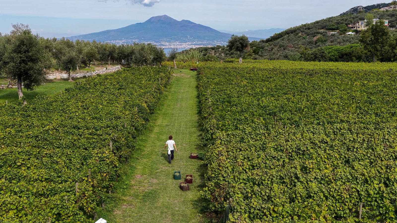 Wine Tasting Experience: with pick up photo 1