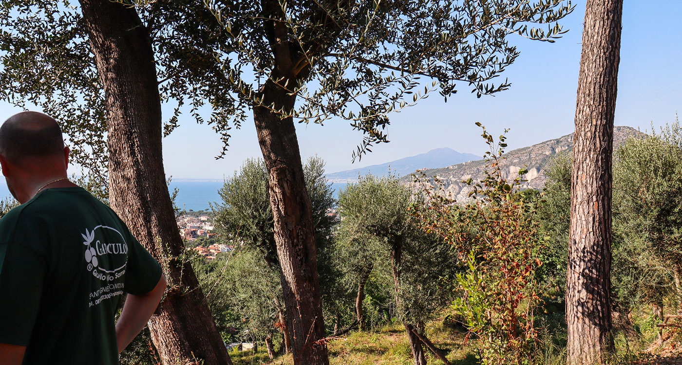 Olive grove tour with olive oil tasting photo 3