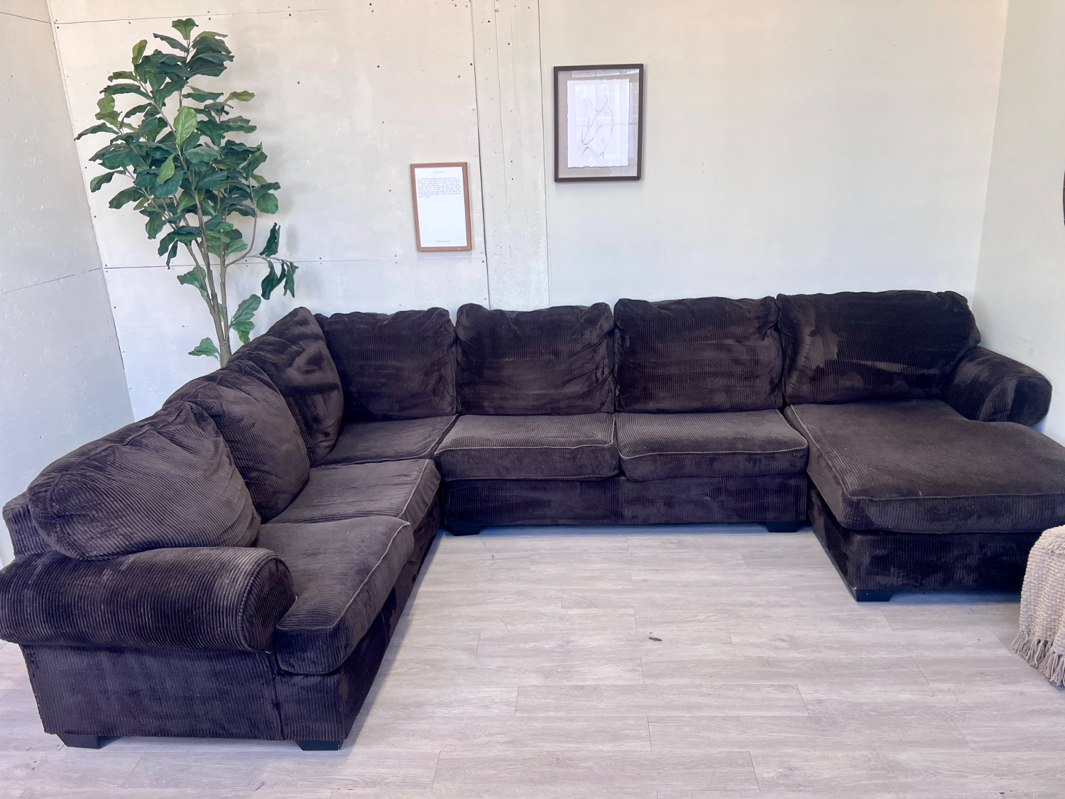 FREE DELIVERY! 🚚 - Chocolate Brown Fuzzy Corduroy Modern U Sectional Couch with Chaise image | Ivy Store