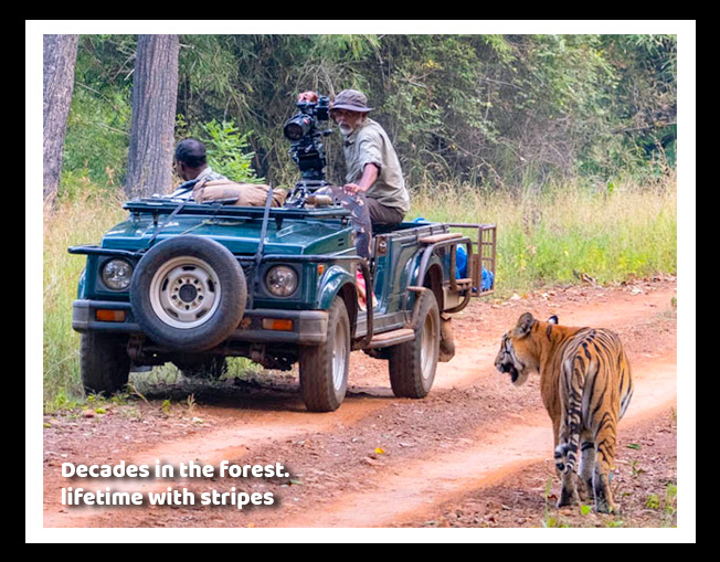 My Dear Tiger Stay