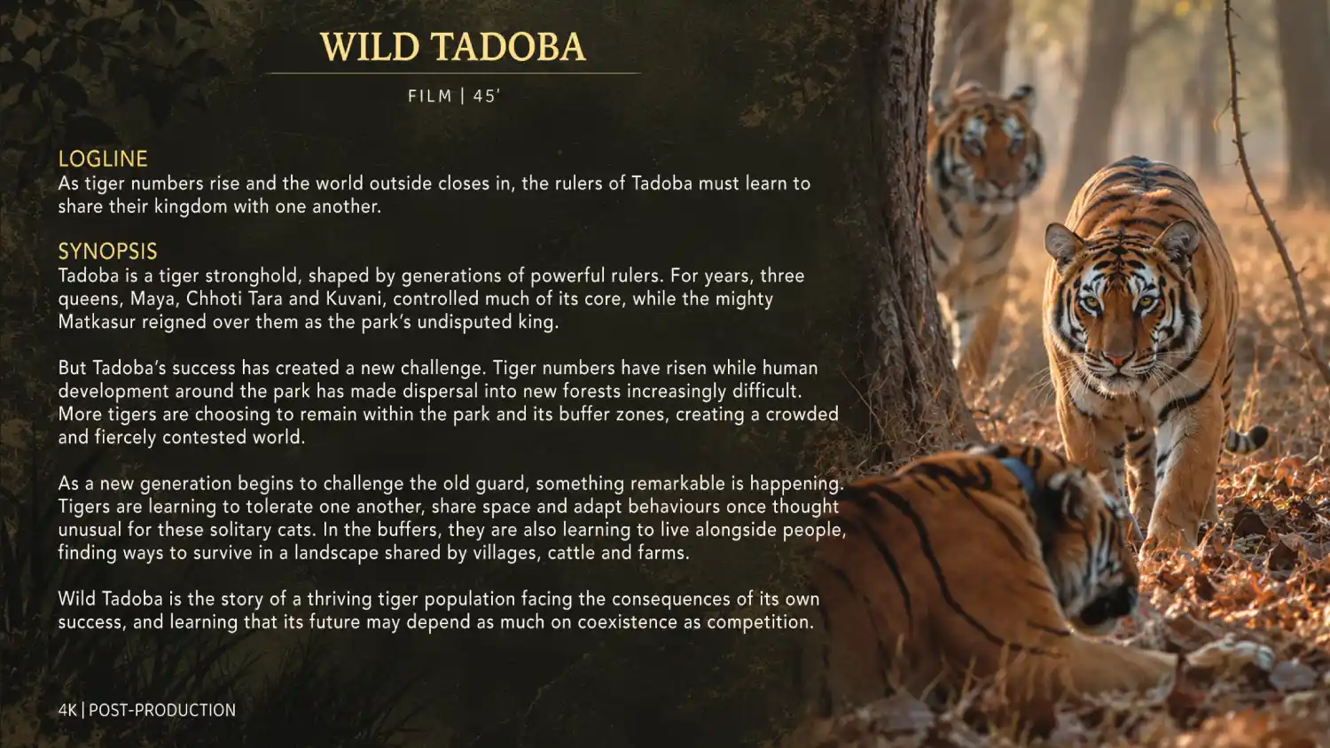 Wild Tadoba