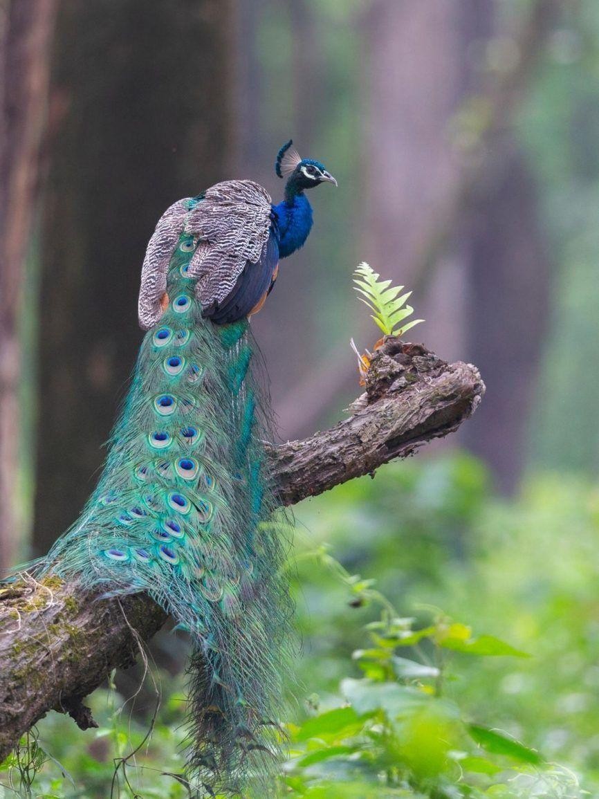 Dooars Wildlife Discovery. thumbnail 3