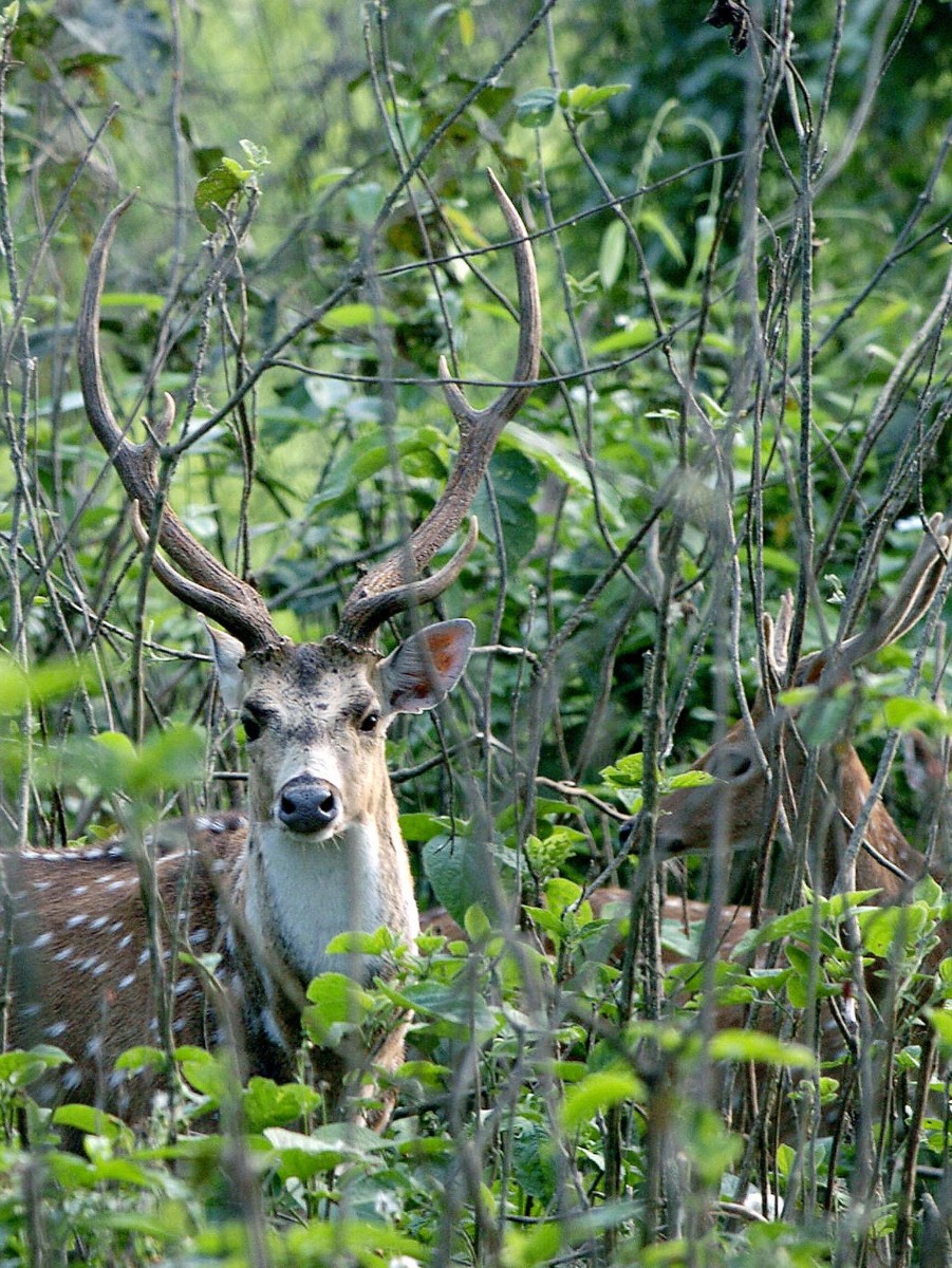 Dooars Wildlife Discovery. thumbnail 4