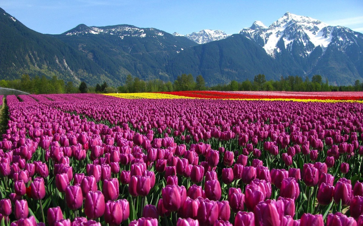 Your Dream Vacation Starts in Kashmir thumbnail 5
