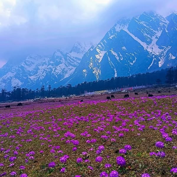 Eastern Sikkim Offbeat Tour Package thumbnail 5