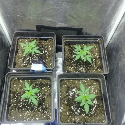 W6 #4 growlog timeline photo