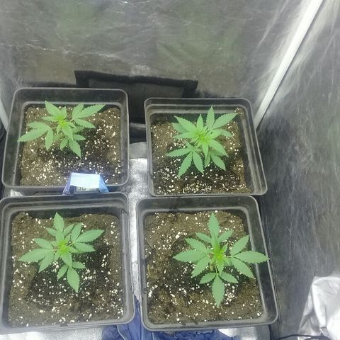 W6 #4 growlog timeline photo