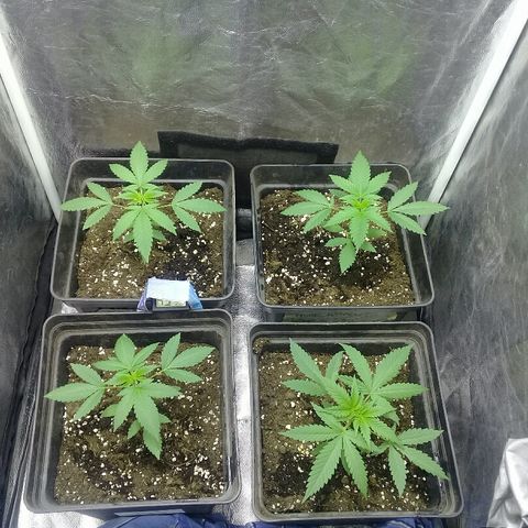 W6 #4 growlog timeline photo