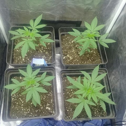 W6 #4 growlog timeline photo