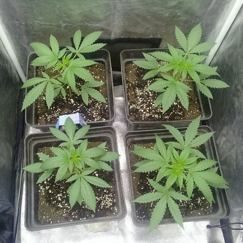 W6 #4 growlog timeline photo