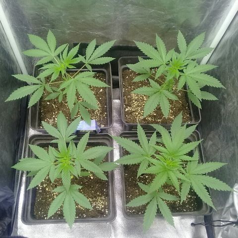 W6 #4 growlog timeline photo