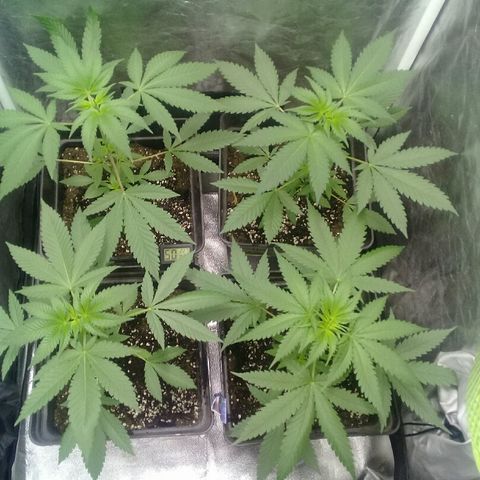 W6 #4 growlog timeline photo
