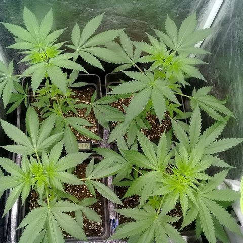 W6 #4 growlog timeline photo