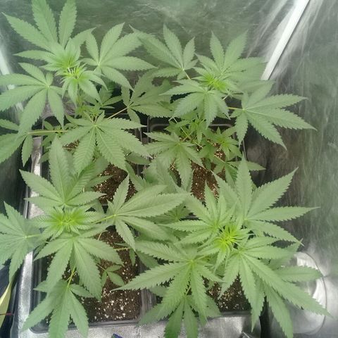W6 #4 growlog timeline photo