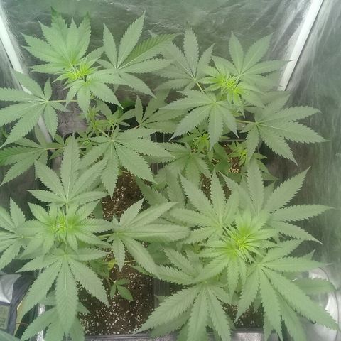 W6 #4 growlog timeline photo