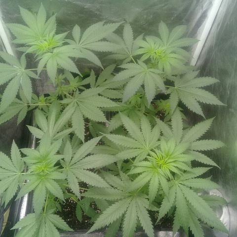 W6 #4 growlog timeline photo