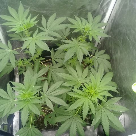 W6 #4 growlog timeline photo