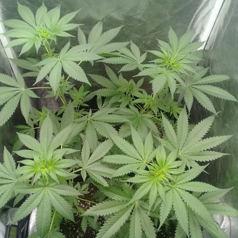 W6 #4 growlog timeline photo