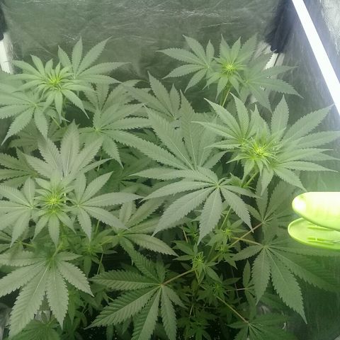 W6 #4 growlog timeline photo