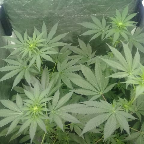 W6 #4 growlog timeline photo