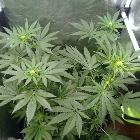 W6 #4 growlog timeline photo