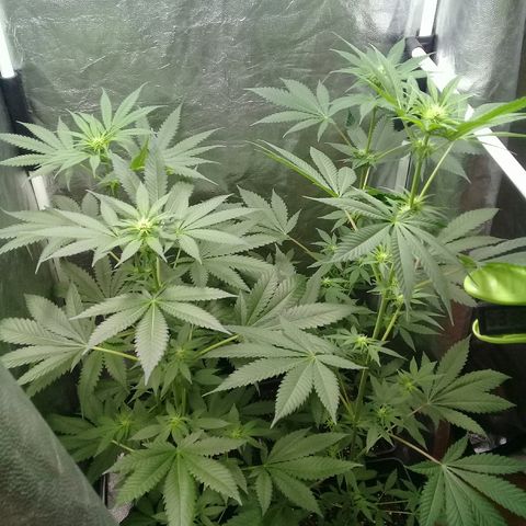 W6 #4 growlog timeline photo