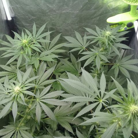 W6 #4 growlog timeline photo