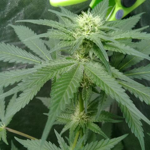 W6 #4 growlog timeline photo