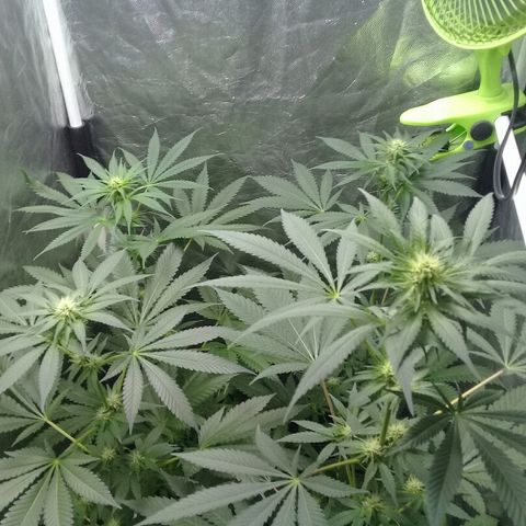 W6 #4 growlog timeline photo