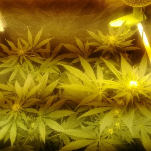 W6 #4 growlog timeline photo