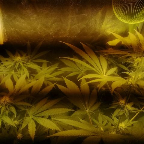 W6 #4 growlog timeline photo