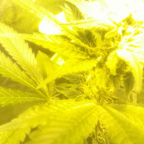 W6 #4 growlog timeline photo